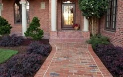 Purple Pixie Loropetalum - 6 Pack Of 1 Gallon Pots -Trees And Plants Purple Pixie Loropetalum Border