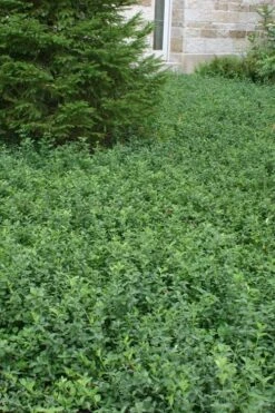 Purple Wintercreeper - Euonymus Fortunei Coloratus - 10 Pack Of Pint Pots -Trees And Plants Purple Wintercreeper 5