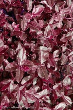 Purple Wintercreeper - Euonymus Fortunei Coloratus - 18 Count Flat Of Pint Pots -Trees And Plants Purple Wintercreeper 7 1