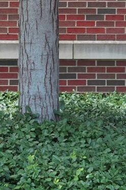 Purple Wintercreeper - Euonymus Fortunei Coloratus - 18 Count Flat Of Pint Pots -Trees And Plants Purple Wintercreeper 8 1