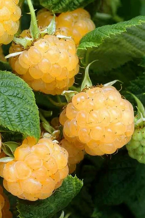 Fall Gold Raspberry - 1 Gallon Pot 3 Fall Gold Raspberry - 1 Gallon Pot