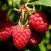Heritage Raspberry - 6 Pack Of 1 Gallon Pots -Trees And Plants Raspberry Heritage 500x750 1