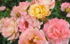 Peach Drift Groundcover Rose - 2 Gallon Pot -Trees And Plants Rose Drift Peach