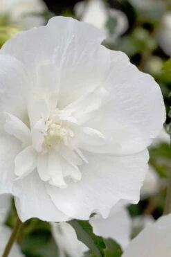 White Pillar Rose Of Sharon - 3 Gallon Pot -Trees And Plants Rose Of Sharon White Pillar 2