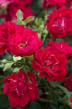 Red Drift Groundcover Rose - 1 Gallon Pot -Trees And Plants Rose Red Drift BS