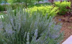 Arp Rosemary - 5 Pack Of Quart Pots -Trees And Plants Rosemary Arp Blooming