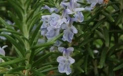 Arp Rosemary - 1 Gallon Pot -Trees And Plants Rosemary Arp Closeup 2 1
