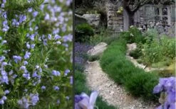 Chef's Choice Rosemary - Quart Pot -Trees And Plants Rosemary Chefs Choice 2