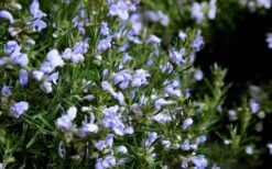Chef's Choice Rosemary - Quart Pot -Trees And Plants Rosemary Chefs Choice Flowers