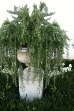 Foxtail Rosemary Plant - 3 Pack Of Quart Pots -Trees And Plants Rosemary Foxtail 2