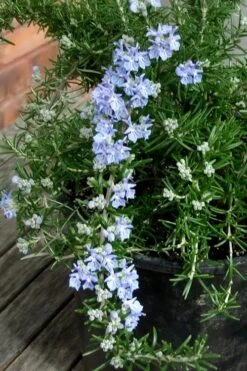 Foxtail Rosemary Plant - 3 Pack Of Quart Pots -Trees And Plants Rosemary Foxtail 3