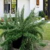 Foxtail Rosemary Plant - 3 Pack Of Quart Pots -Trees And Plants Rosemary Foxtail 5