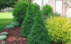 Dwarf Alberta Spruce - 3 Gallon Pot -Trees And Plants Spruce Dwarf Alberta 2