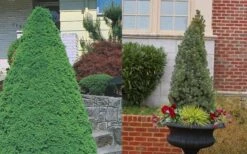 Dwarf Alberta Spruce - 3 Gallon Pot -Trees And Plants Spruce Dwarf Alberta 3