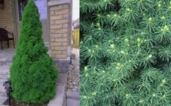 Dwarf Alberta Spruce - 3 Gallon Pot -Trees And Plants Spruce Dwarf Alberta 4