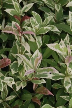 Pink Flush Variegated Tea Olive (Osmanthus Fragrans 'Yinbi Shuanghui') - 6 Pack Of Quart Pots -Trees And Plants Tea Olive Yinbi Shuanghui Variegated 2 3