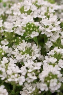 White Creeping Thyme (Thymus Praecox 'Albiflorus') - 5 Pack Of Quart Pots -Trees And Plants Thyme Creeping White 3