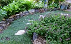 Elfin Creeping Thyme - Thymus Serpyllum Elfin - 3 Pack Of Pint Pots -Trees And Plants Thyme Elfin 10