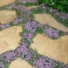 Elfin Creeping Thyme (Thymus Serpyllum 'Elfin') - 5 Pack Of Quart Pots -Trees And Plants Thyme Elfin 15 2