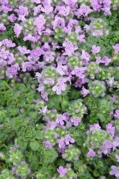 Elfin Creeping Thyme - Thymus Serpyllum Elfin - 3 Pack Of Pint Pots -Trees And Plants Thyme Elfin BS