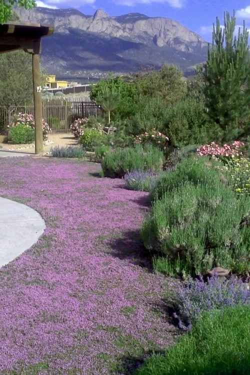 Pink Chintz Thyme - Thymus Serpyllum - 10 Pack Of Pint Pots 2 Pink Chintz Thyme - Thymus Serpyllum - 10 Pack Of Pint Pots