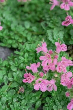 Creeping Mother Of Thyme (Thymus Serpyllum) - 5 Pack Of Quart Pots -Trees And Plants Thyme Pink Chintz 5 1