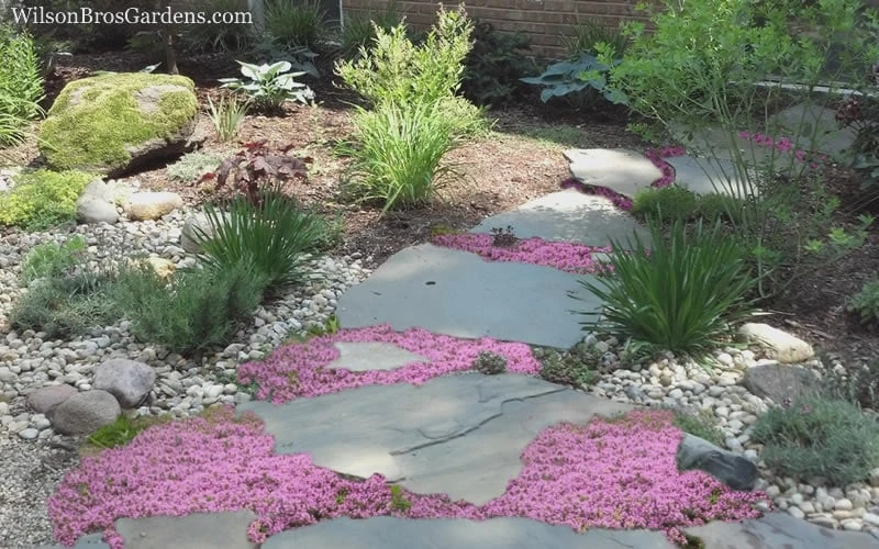 Pink Chintz Thyme - Thymus Serpyllum - 10 Pack Of Pint Pots 6 Pink Chintz Thyme - Thymus Serpyllum - 10 Pack Of Pint Pots - Image 5