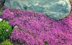 Red Creeping Thyme (Thymus Praecox 'Coccineus') - 6 Pack Of Pint Pots -Trees And Plants Thyme Red Creeping 10 1