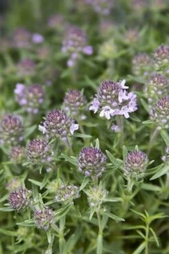 Spicy Orange Thyme - 6 Pack Of Pint Pots -Trees And Plants Thyme Spicy Orange 10