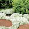 White Creeping Thyme (Thymus Praecox 'Albiflorus') 10 Pack Of Pint Pots -Trees And Plants Thyme White Creeping 10 1