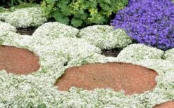 White Creeping Thyme (Thymus Praecox 'Albiflorus') - 5 Pack Of Quart Pots -Trees And Plants Thyme White Creeping 5