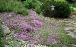 Splendens Purple Creeping Thyme - (Thymus Praecox) - 5 Pack Of Quart Pots -Trees And Plants Thymus Praecox Splendens 1