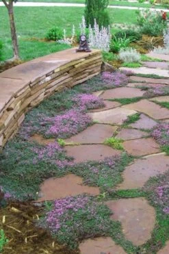 Splendens Purple Creeping Thyme - (Thymus Praecox) - 5 Pack Of Quart Pots -Trees And Plants Thymus Praecox Splendens 3