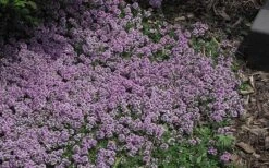 Splendens Purple Creeping Thyme - (Thymus Praecox) - 5 Pack Of Quart Pots -Trees And Plants Thymus Praecox Splendens 4