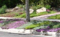 Woolly Creeping Thyme (Thymus Lanuginosis) - 10 Pack Of Pint Pots -Trees And Plants Thymus mixture 1 1