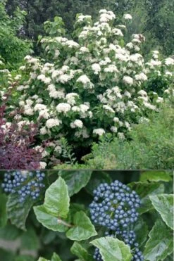 All That Glows Arrowwood Viburnum - 2 Gallon Pot -Trees And Plants Viburnum All That Glows 4