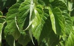 Chicago Luster Arrowwood Viburnum - 3 Gallon Pot -Trees And Plants Viburnum Chicago Luster 1