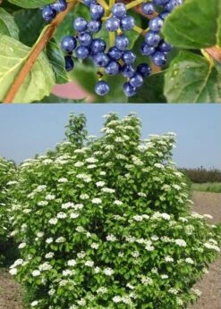Chicago Luster Arrowwood Viburnum - 3 Gallon Pot -Trees And Plants Viburnum Chicago Luster 3