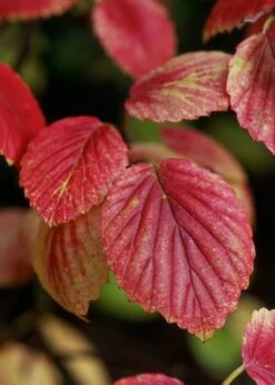 Chicago Luster Arrowwood Viburnum - 3 Gallon Pot -Trees And Plants Viburnum Chicago Luster 4