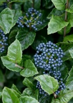 All That Glows Arrowwood Viburnum - 2 Gallon Pot -Trees And Plants Viburnum Chicago Luster 5