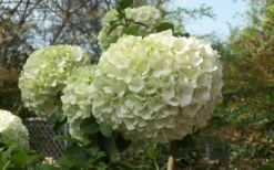 Chinese Snowball Viburnum Bush - 6 Pack Of 1 Gallon Pots -Trees And Plants Viburnum Chinese Snowball Bloom Green 3
