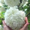 Chinese Snowball Viburnum Bush - 7 Gallon Pot (3-4') -Trees And Plants Viburnum Chinese Snowball Rev 500x750 3