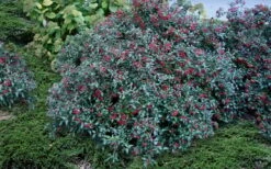 Dwarf Evergreen Snowball Viburnum 'Conoy' - 3 Gallon Pot -Trees And Plants Viburnum Conoy 2