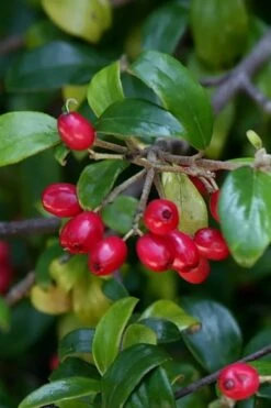 Dwarf Evergreen Snowball Viburnum 'Conoy' - 3 Gallon Pot -Trees And Plants Viburnum Conoy 4