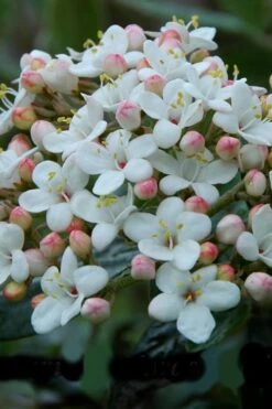 Dwarf Evergreen Snowball Viburnum 'Conoy' - 3 Gallon Pot -Trees And Plants Viburnum Conoy 6