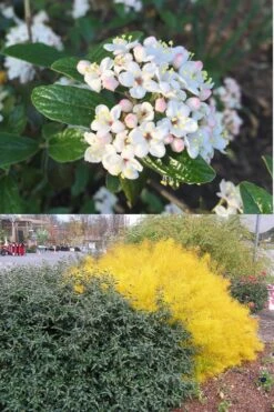 Dwarf Evergreen Snowball Viburnum 'Conoy' - 3 Gallon Pot -Trees And Plants Viburnum Conoy 7