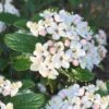Dwarf Evergreen Snowball Viburnum 'Conoy' - 3 Gallon Pot -Trees And Plants Viburnum Conoy 8