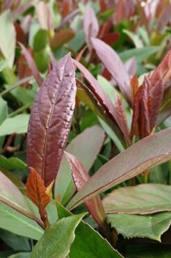 Coppertop Sweet Viburnum - 2 Gallon Pot -Trees And Plants Viburnum Coppertop 3 1
