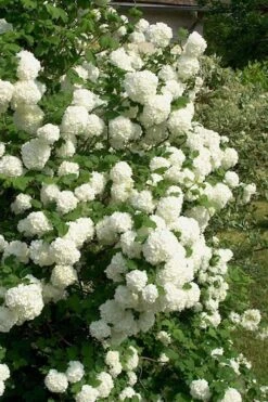European Snowball Viburnum Bush - 3 Gallon Pot -Trees And Plants Viburnum European Snowball 1