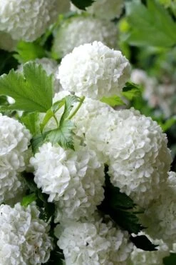 European Snowball Viburnum Bush - 3 Gallon Pot -Trees And Plants Viburnum European Snowball 5
